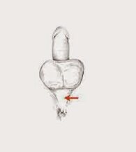 mišiće za potenciju i njihovu napetost za povećanje potencije